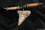 Megalodon Tooth Necklace #596-1